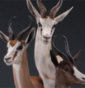 springbok